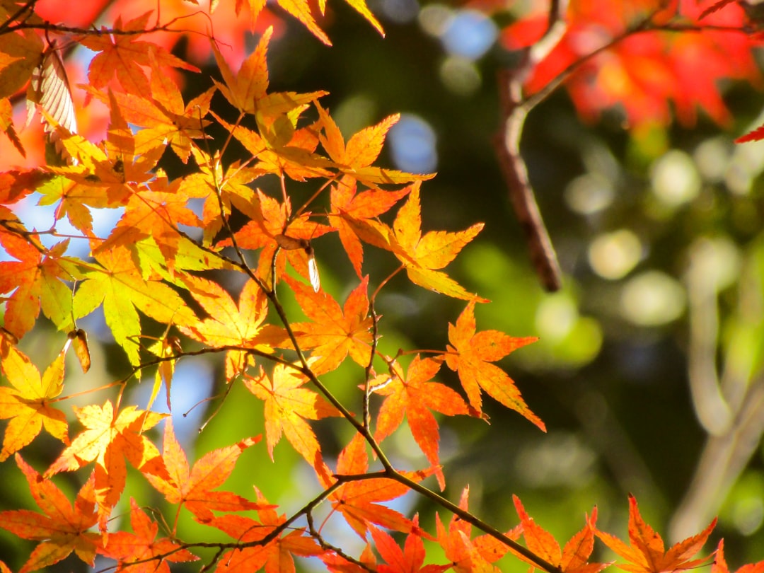 Photo Japanese maple